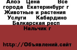 Алоэ › Цена ­ 150 - Все города, Екатеринбург г. Животные и растения » Услуги   . Кабардино-Балкарская респ.,Нальчик г.